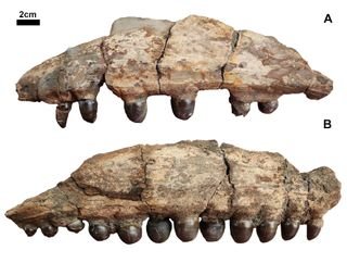 Fossilized teeth attached to part of the jaw bone.