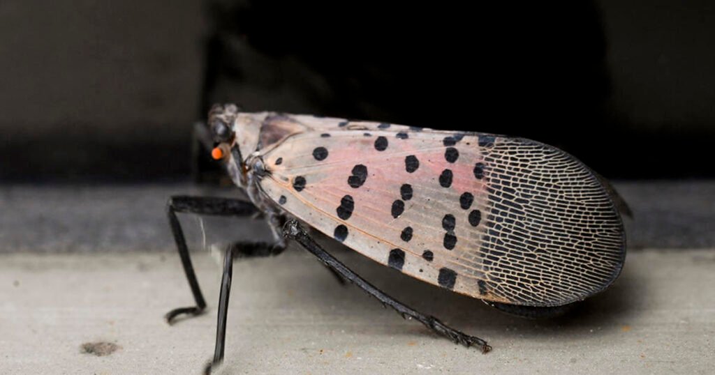 Researchers in Pennsylvania are asking people to collect fireflies for science