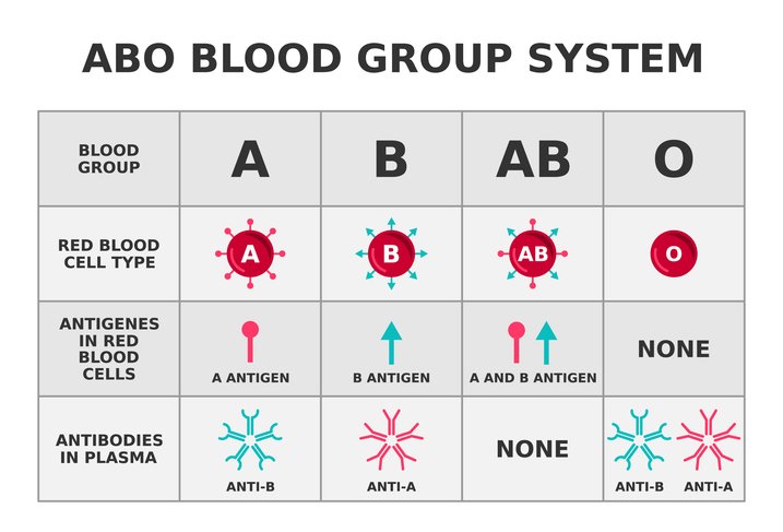 Diagram showing different blood groups, antigens on blood cells and antibodies in blood plasma