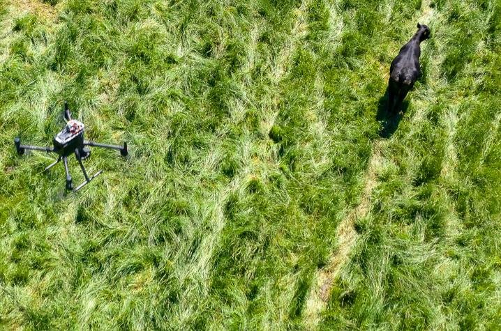 University of Kentucky Secures Grant to Develop Drone Technology for Cattle Management